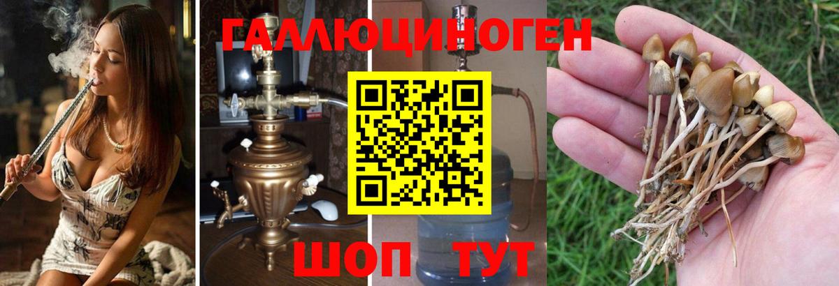 Псилоцибиновые грибы Psilocybine cubensis Сочи